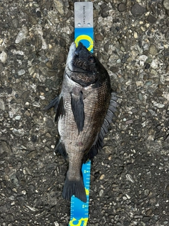 チヌの釣果