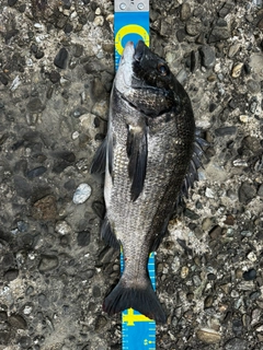 チヌの釣果