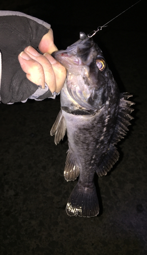 クロソイの釣果