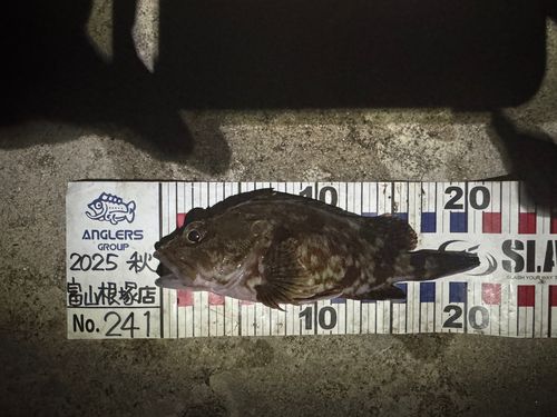 カサゴの釣果