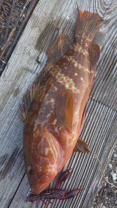 キジハタの釣果