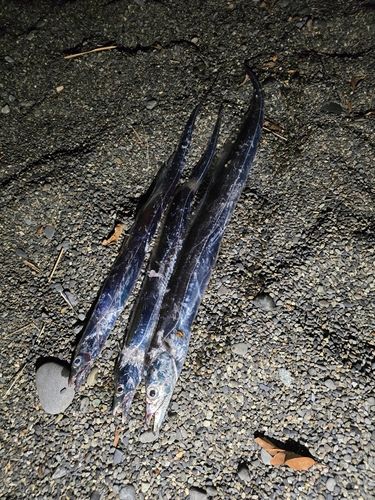 タチウオの釣果