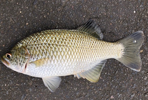 オオクチユゴイの釣果