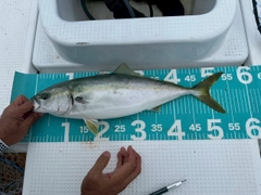 イナダの釣果