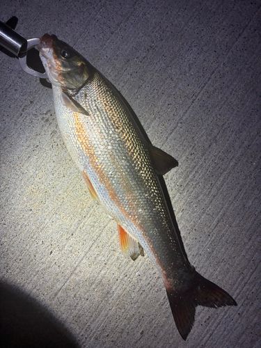 ウグイの釣果