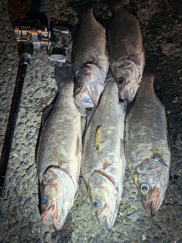 ヒラスズキの釣果