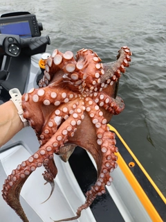 タコの釣果