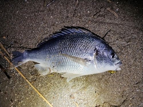 キビレの釣果