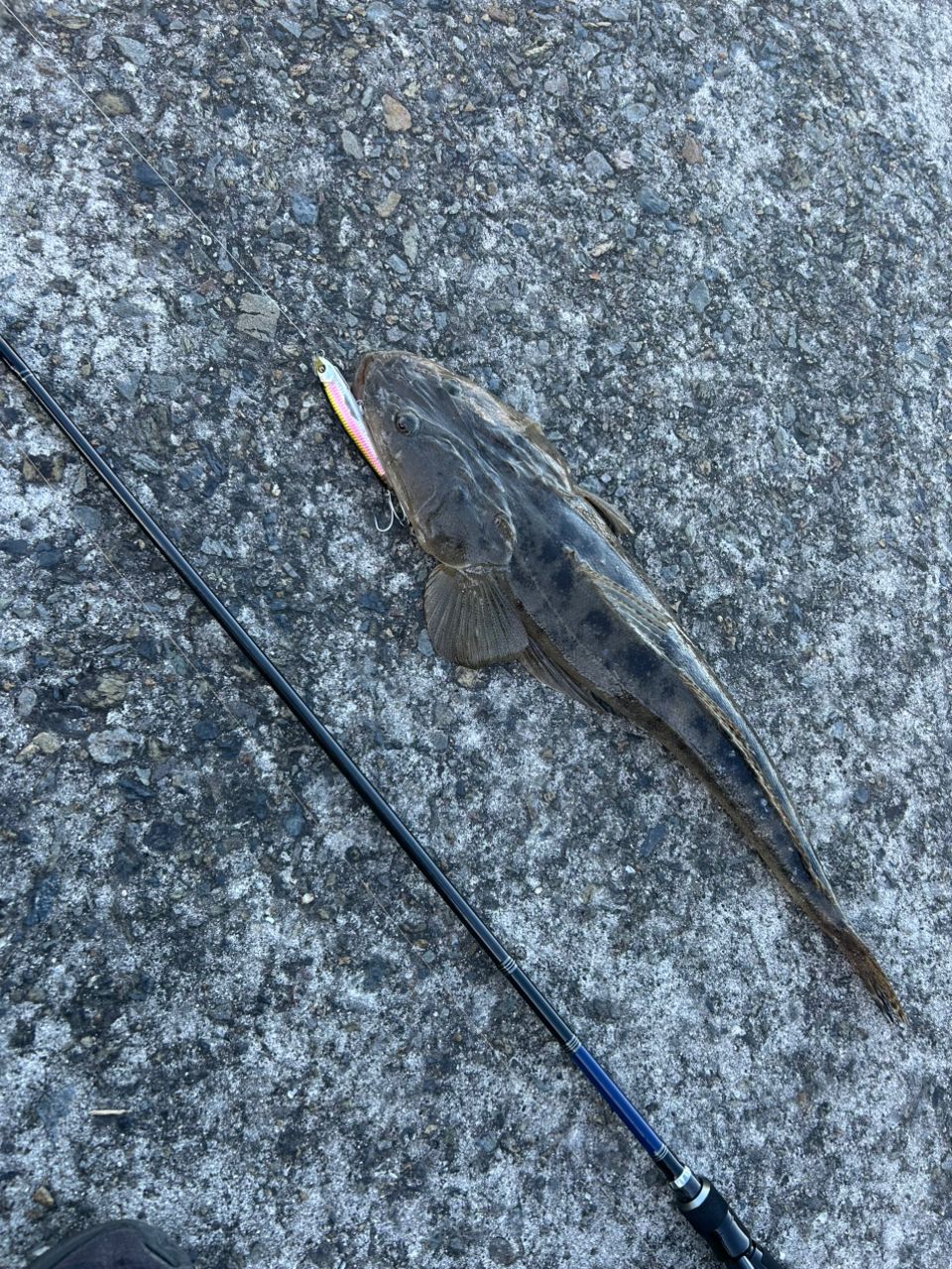 マゴチの釣果写真
