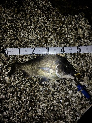 チヌの釣果