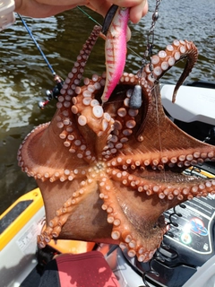 タコの釣果