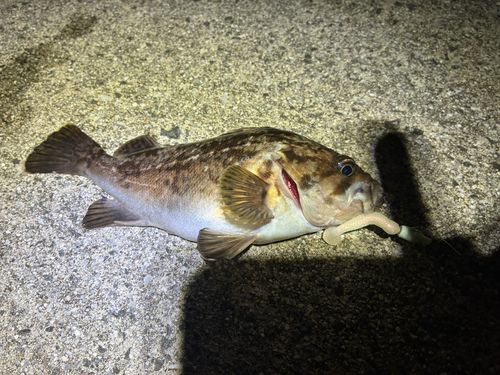 クロソイの釣果