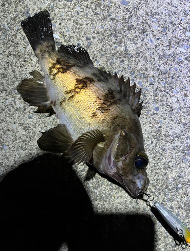 メバルの釣果