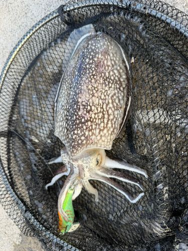 シリヤケイカの釣果