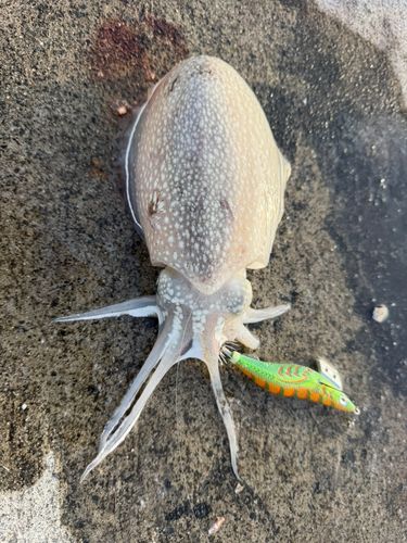シリヤケイカの釣果