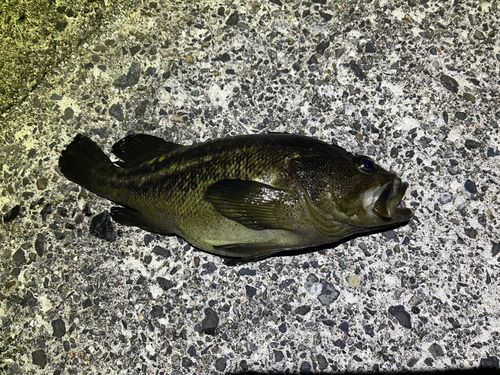シマゾイの釣果