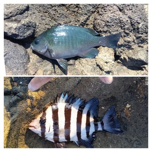 グレの釣果