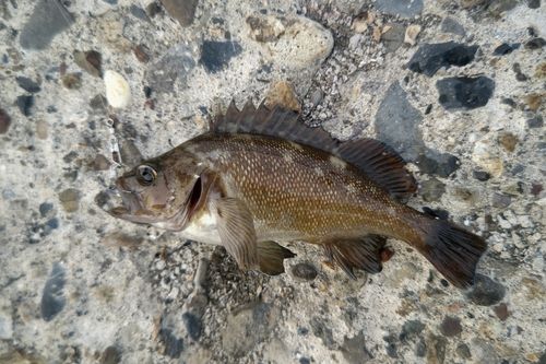 エゾメバルの釣果