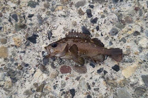 エゾメバルの釣果