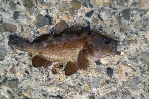 エゾメバルの釣果