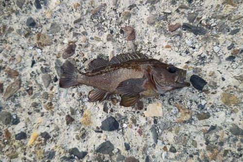 エゾメバルの釣果