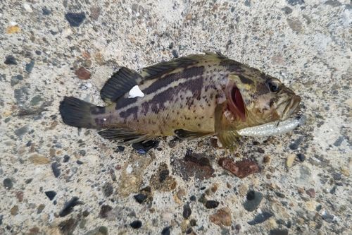 シマソイの釣果