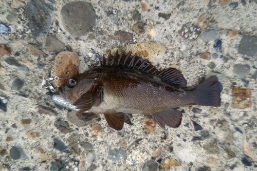 エゾメバルの釣果