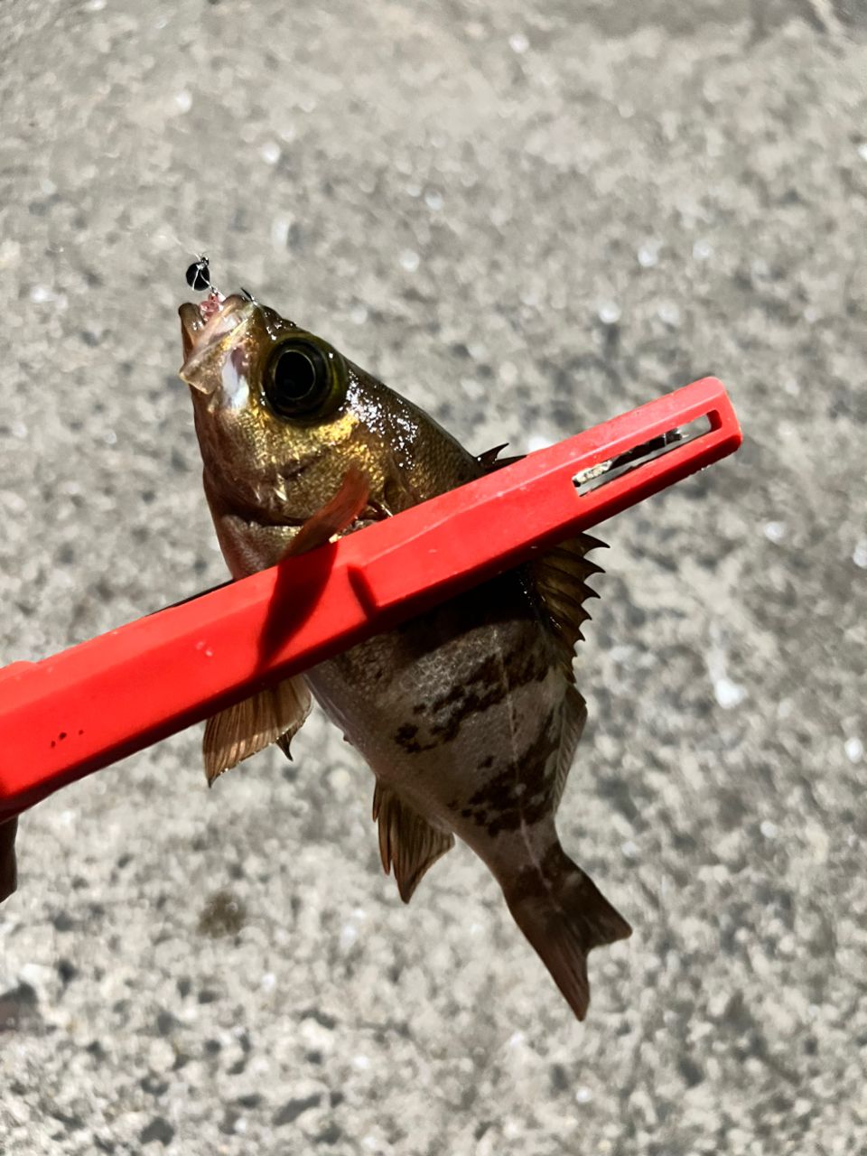 メバルの釣果写真