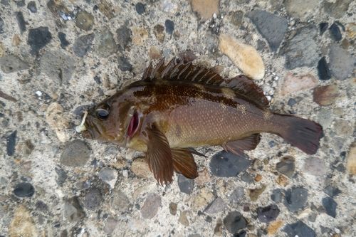 エゾメバルの釣果