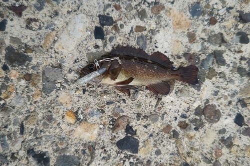 エゾメバルの釣果