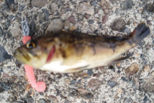 クロソイの釣果