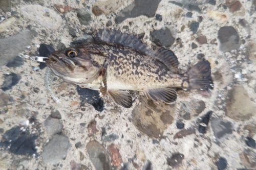 クロソイの釣果