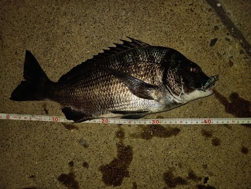 クロダイの釣果