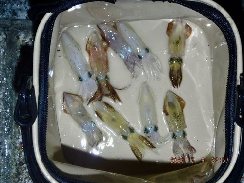 ヒイカの釣果
