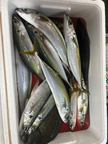 ムロアジの釣果