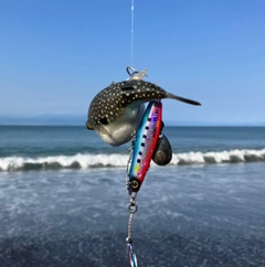 フグの釣果