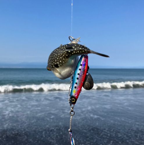 フグの釣果