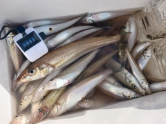 シロギスの釣果