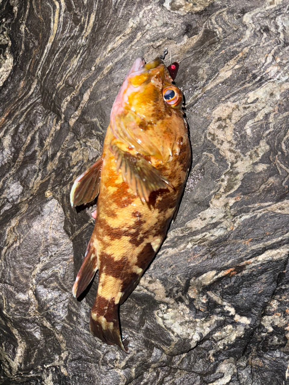 カサゴの釣果写真