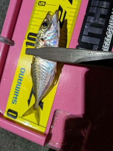 マアジの釣果