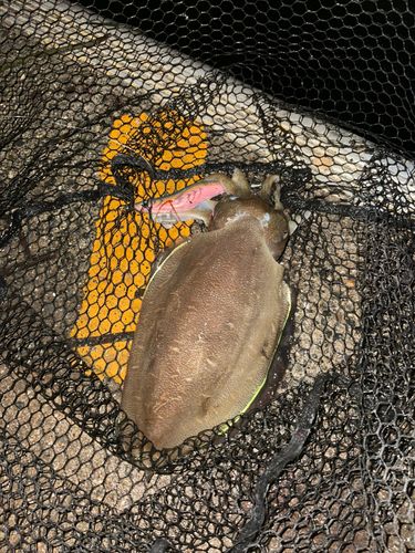 モンゴウイカの釣果