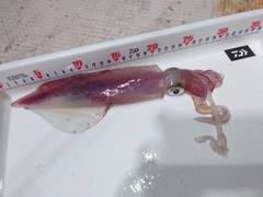 ケンサキイカの釣果