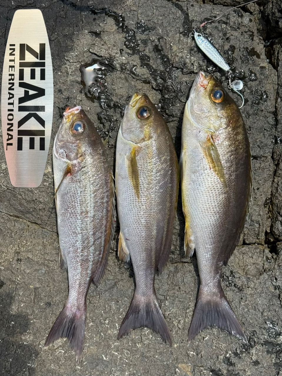イサキの釣果写真