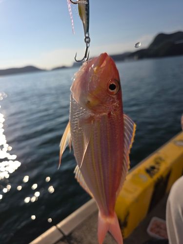 イトヨリダイの釣果
