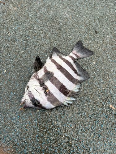 サンバソウの釣果