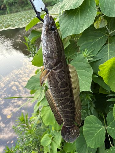 ライギョの釣果