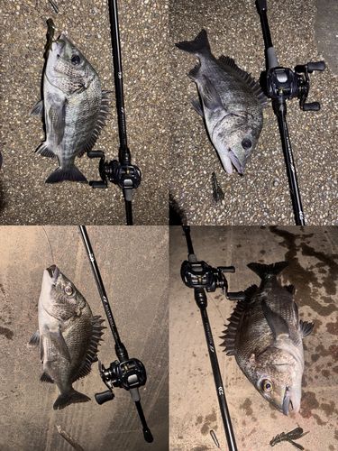 クロダイの釣果