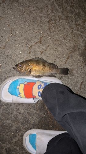 シロメバルの釣果