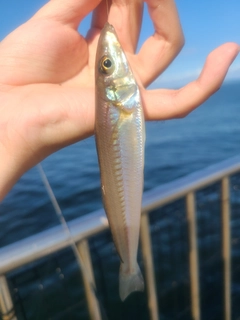 キスの釣果