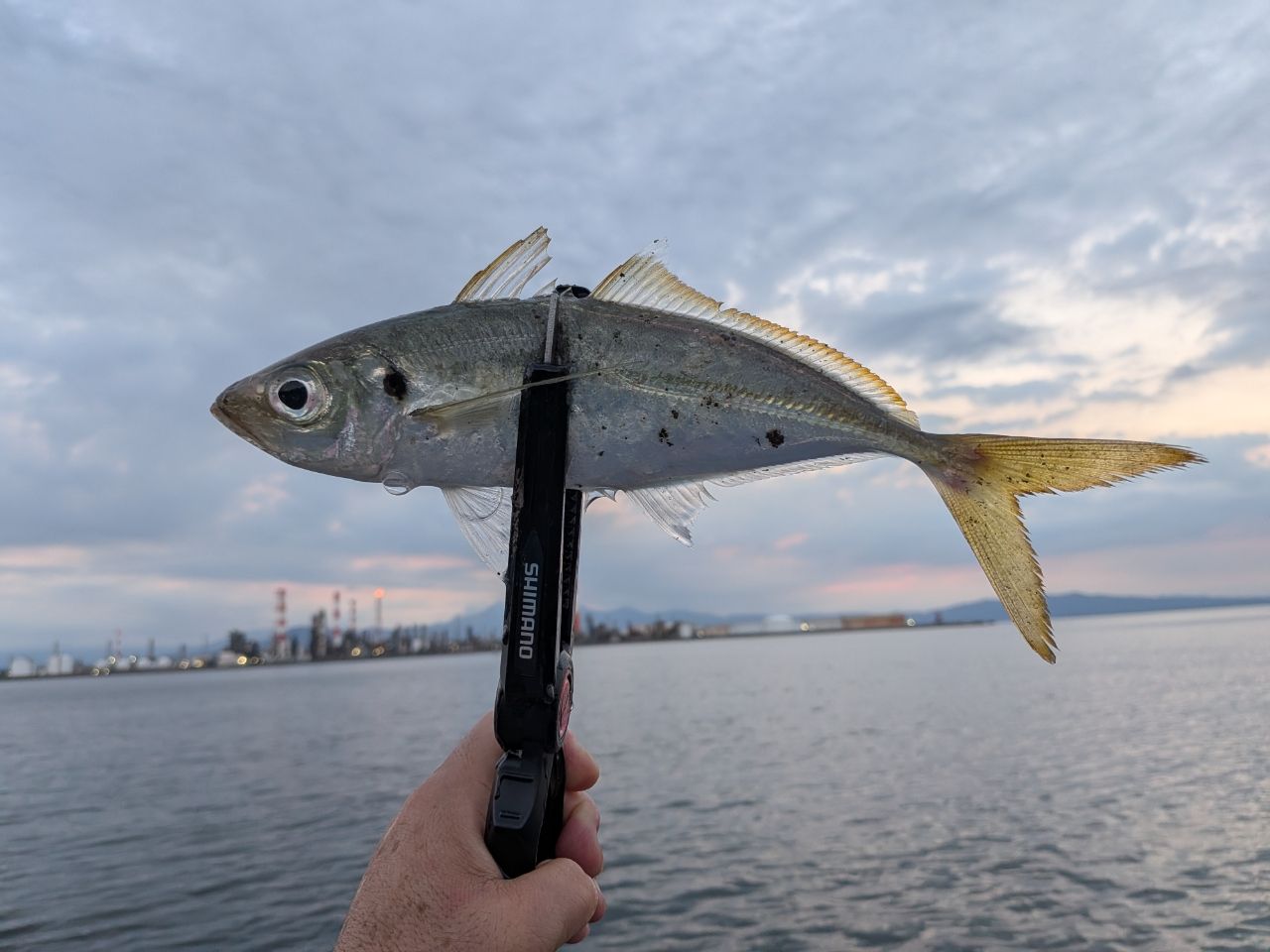 アジの釣果写真